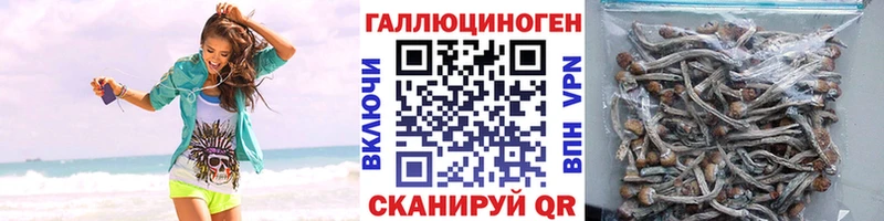 Галлюциногенные грибы Psilocybe  Купить где  Новопавловск 
